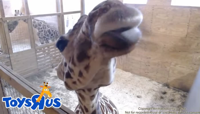 What a Baby Giraffe Teaches Us About Viral Campaigns