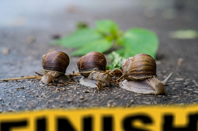 Snails reaching the finish line
