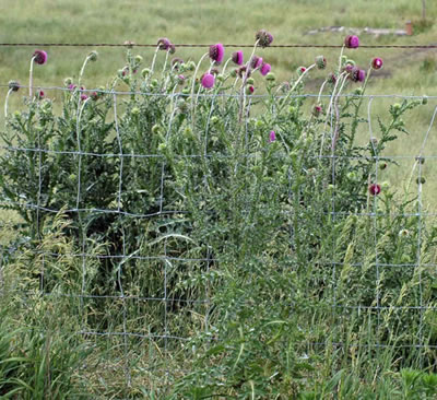 Thistle patch on the farm