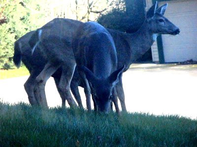 Family of deer in yard